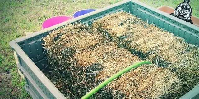 Как стерилизовать птичьи ветки?