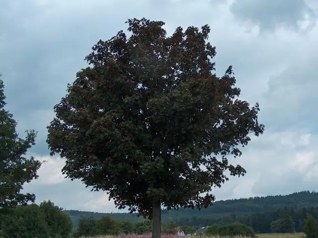 Как долго растут клены?