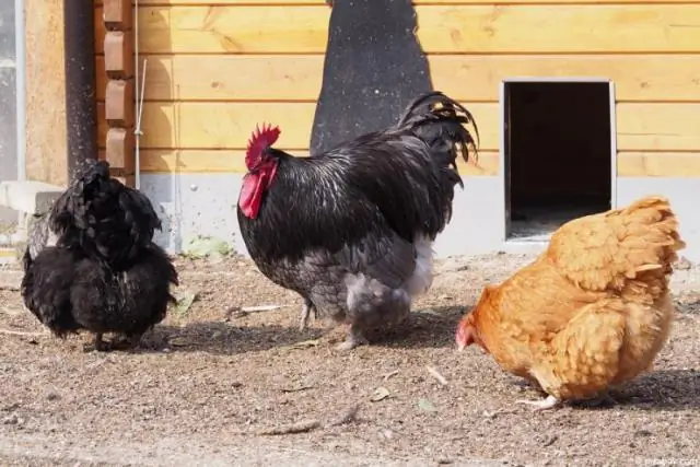 Куры Орпингтон - хорошие несушки?