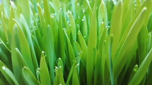 Сколько времени нужно для роста кошачьей травы?