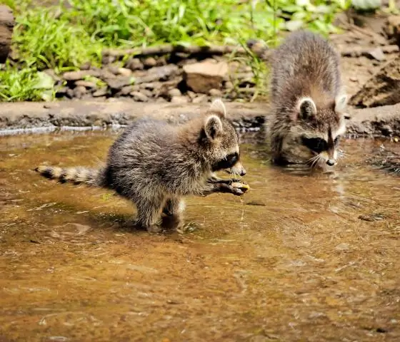 Как еноты добывают еду?