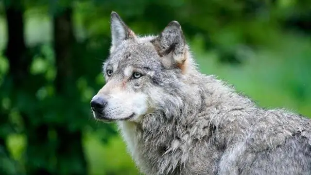 Что такое ужасный волк в реальной жизни?