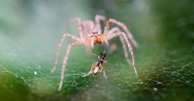 Какой шум издает Пукеко?