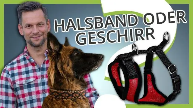 Что лучше для собаки: ошейник или шлейка?
