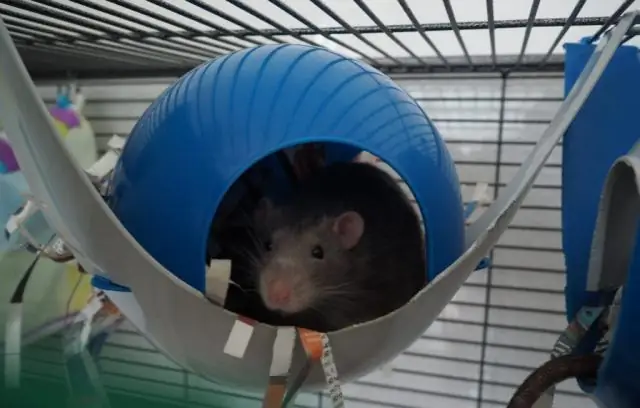 Что я могу использовать для отпугивания крыс?