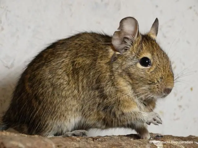Насколько большая клетка нужна шиншилле?
