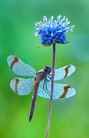 Что такое дрессировка собак?