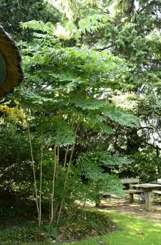 Ядовита ли аралия японская?