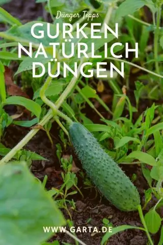 Как часто нужно использовать удобрения для рыб?