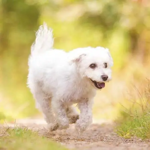 Какая порода у белой пушистой собаки?