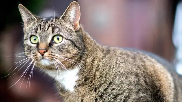 Будет ли Терро убивать кошек?