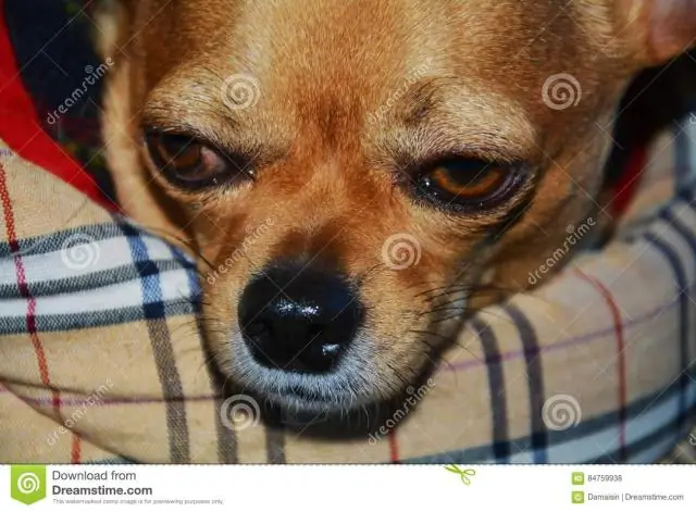 Из какого животного получится лучший питомец?