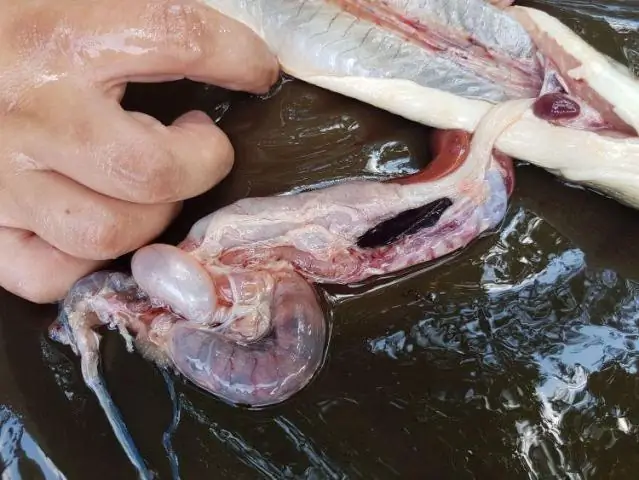 Может ли угорь убить человека?