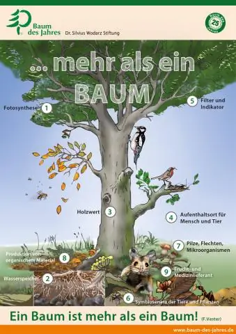 Когда растения или животного больше не существует?