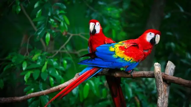 Как гуманно усыпить птицу?