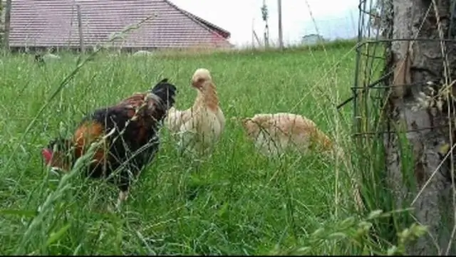 Сколько стоит местная курица на Филиппинах?