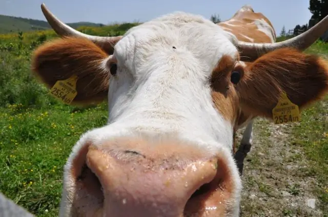 Что такое тигровая корова?