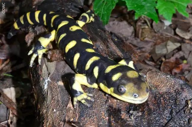 Какие саламандры водятся в Оклахоме?