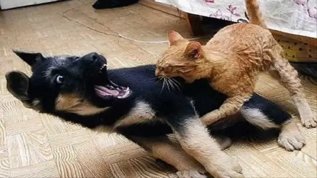 Какая лучшая профилактика блох для собак?