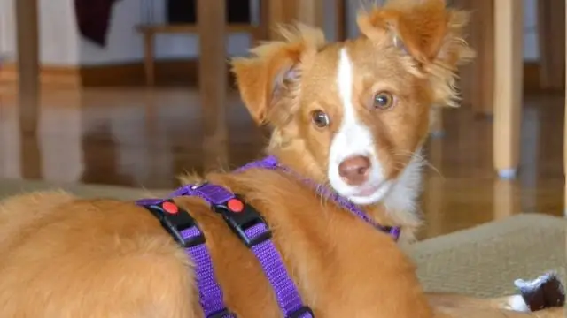 Как сделать так, чтобы собака не грызла шлейку?