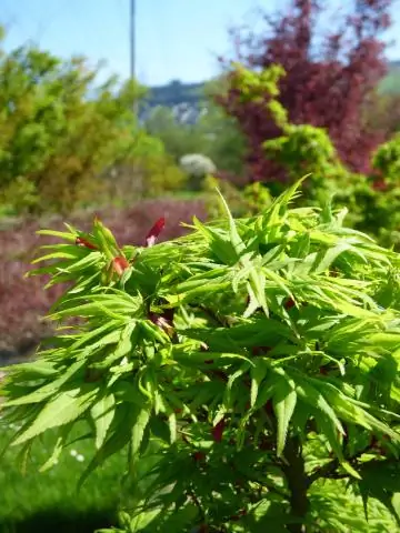 В какой цвет окрашиваются красные клены осенью?