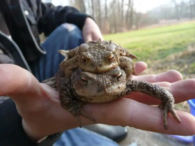 Почему амфибии объединены в одну категорию?