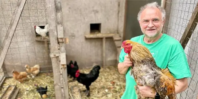 Можно ли давать цыплятам люцерну?