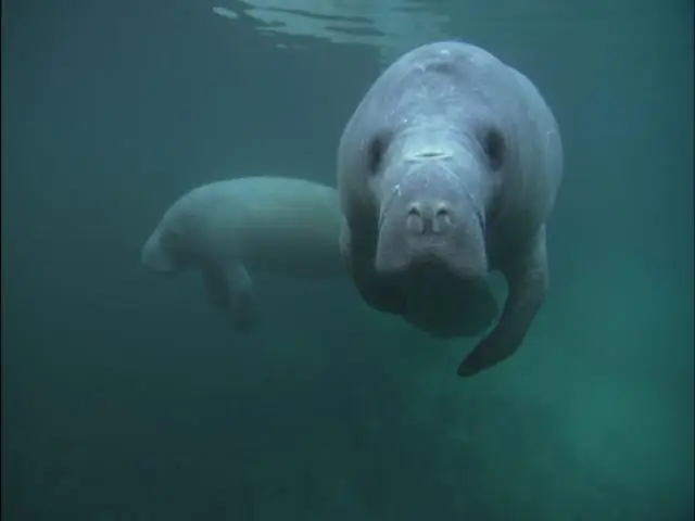 Чем занимаются ламантины?