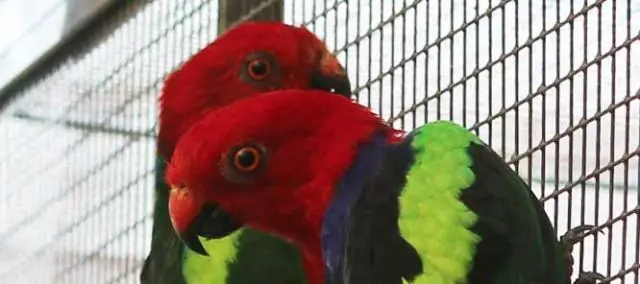 Как долго живет попугай Эклектус?