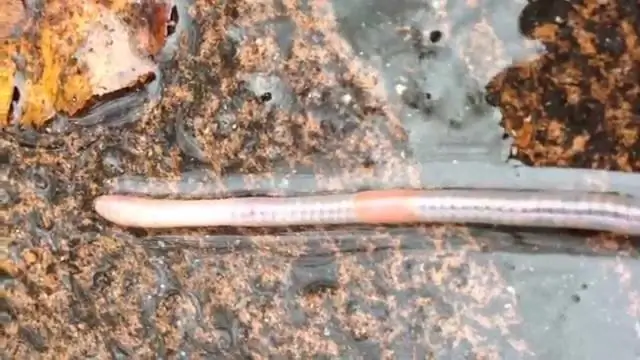 Как передвигаются елочные черви?