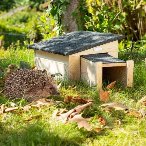 Где бы ежик спрятался в вашем доме?