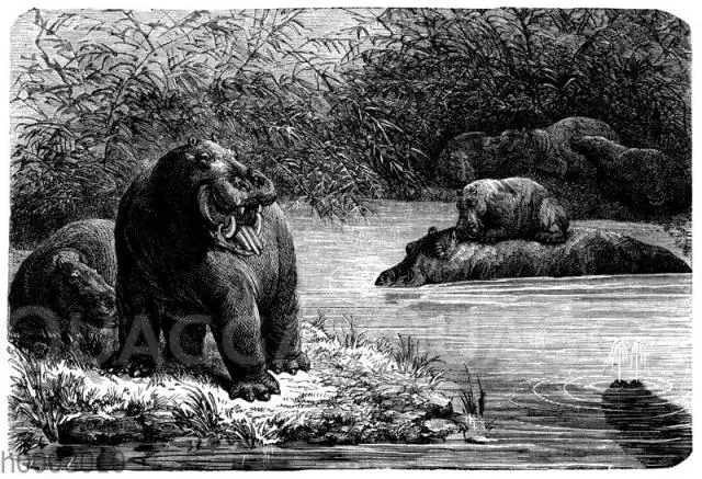 Являются ли трубкозубы сумчатыми?