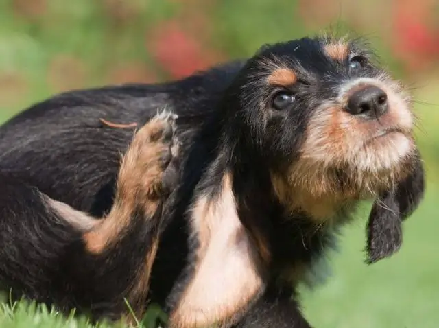 Насколько распространены блохи у собак?