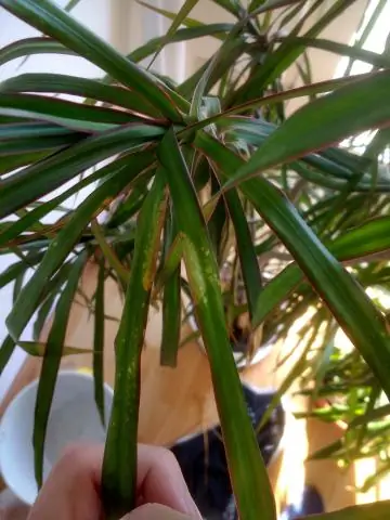 Как часто нужно опрыскивать драцену?