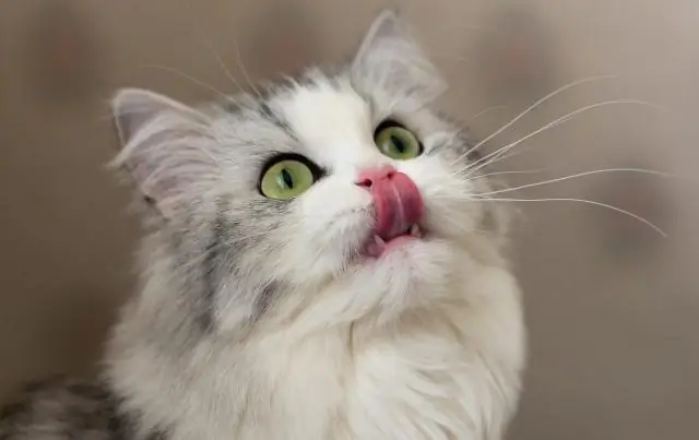 В каком возрасте котята могут пить молоко?