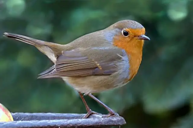 Как забеременеть малиновка?