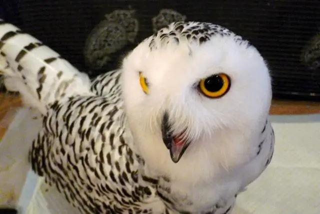 Вы можете погладить сову?