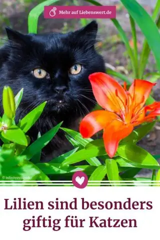 Токсичны ли арумовые лилии для кошек?