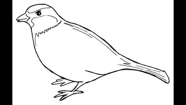 В чем отличия птиц?