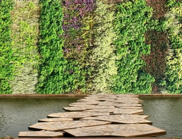 Как оживить оглушенного колибри?