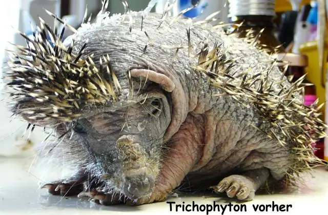 Как выглядит сухая кожа у кошки?