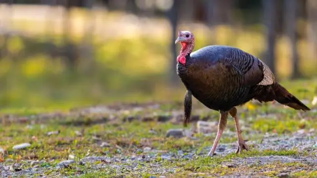 Сколько лет доживают дикие индейки?