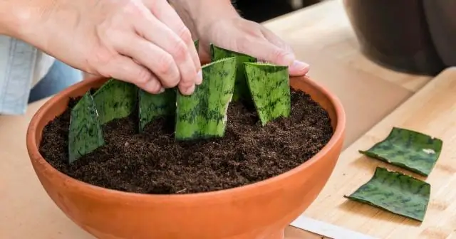 Как разводить роголистник?