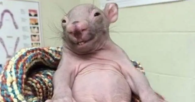 Как найти потерянное животное?