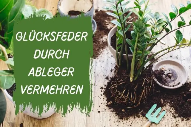 Как размножаются пузырчатые?