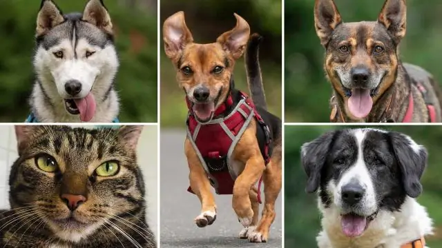 Какой звук у всех животных?