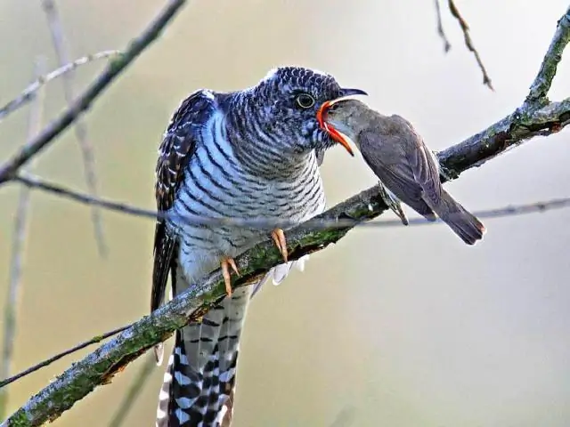 Как выглядит влюбленная птица?