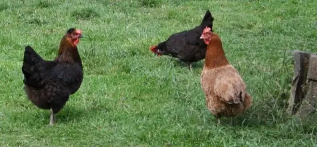 Какие породы кур являются автосексуальными?