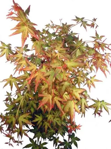 Красные клены становятся зелеными?