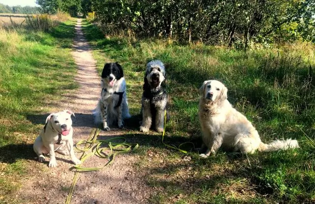 Как убрать собачью дорожку на открытом воздухе?